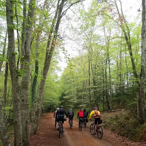 Ciclistas pedaleando por un camino en un hayedo de La Rioja con Rodando en verde